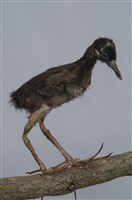 藏品(白腹秧雞)的圖片